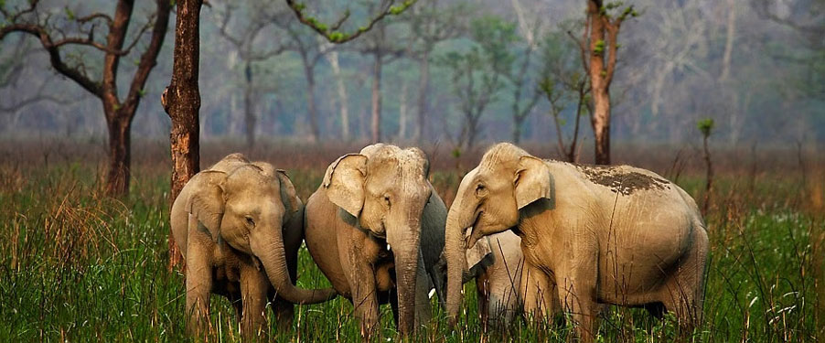 Assam Wildlife Tour